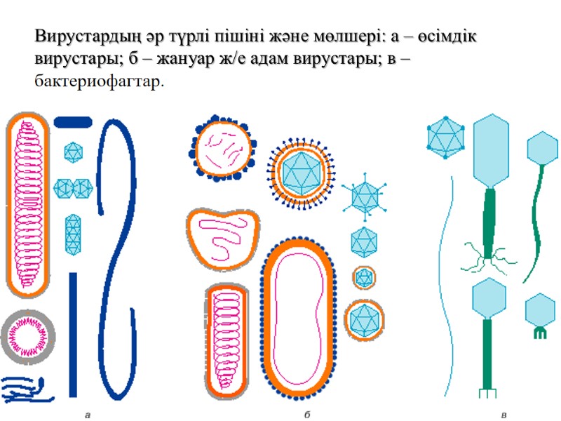 13 Вирустардың әр түрлі пішіні және мөлшері: а – өсімдік вирустары; б – жануар